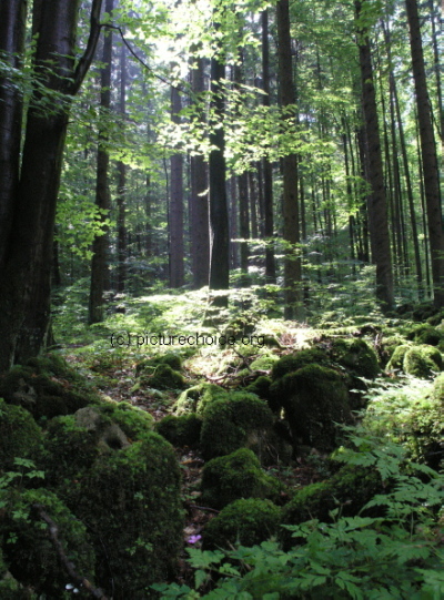 Eibgrat Franconian Switzerland Germany
