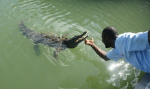 Crocodile Dundee Jamaica