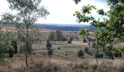 Lüneburger Heide Niedersachsen Deutschland