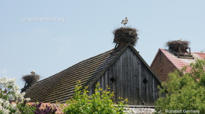 White stork Rühstädt