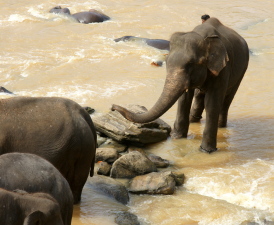 Pinnawala Elephant Orphanage